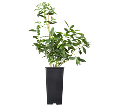 Heidelbeere 'Pink Lemonade' Heidelbeere 'Pink Lemonade'