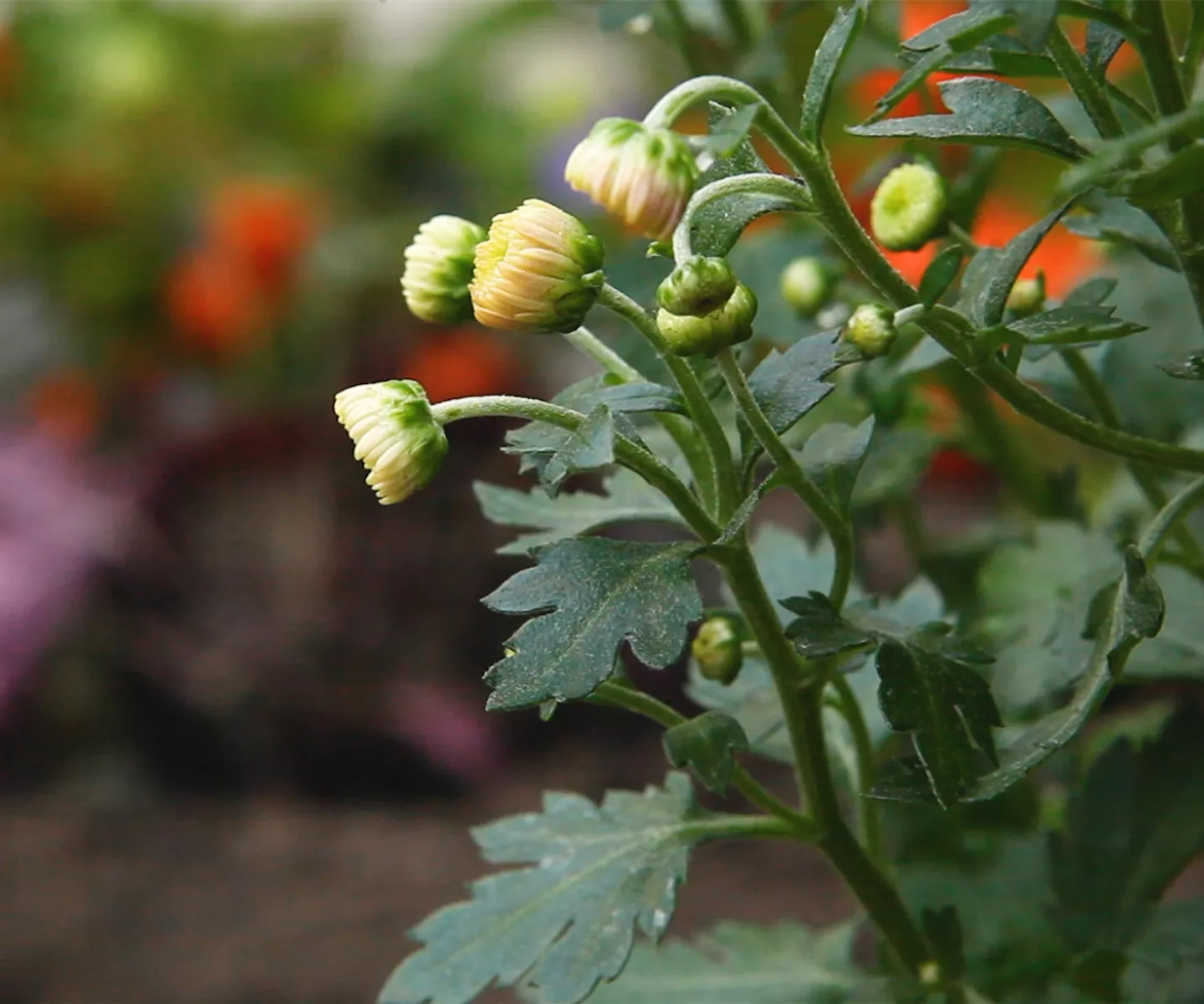 Chrysanthemen - Einpflanzen im Garten