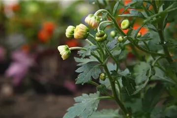 Chrysanthemen - Einpflanzen im Garten