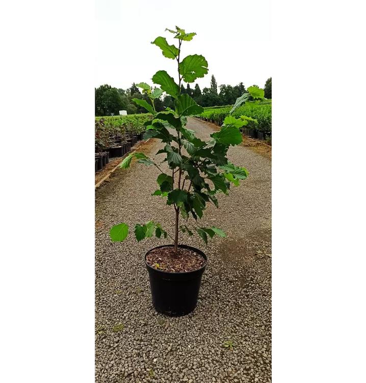 Corylus avellana 'Hallesche Riesennuss'
