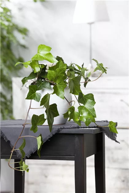 Hedera helix, grn, Efeu, Pflanzen Online und vor Ort kaufen - 1A Garten  Ammer