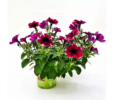 Petunia 'Bonnie Magenta Star'