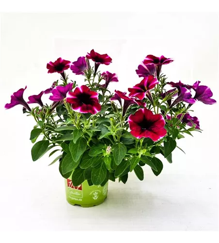 Petunia 'Bonnie Magenta Star'