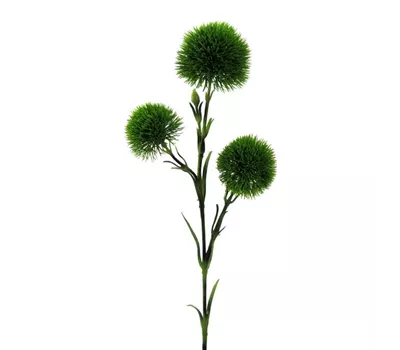 Dianthus 62cm grün Dianthus 62cm grün