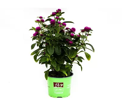 Gomphrena globosa