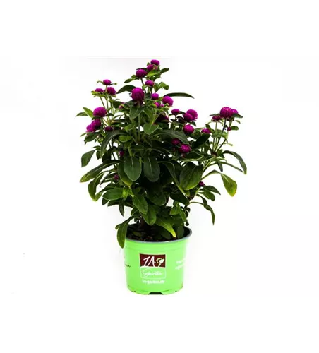 Gomphrena globosa