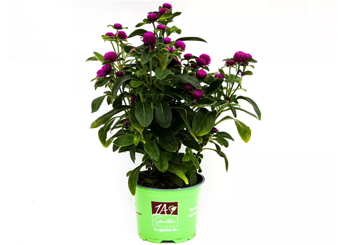 Gomphrena globosa