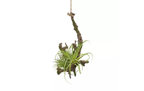 Hängeast mit Tillandsie 15 x 16cm