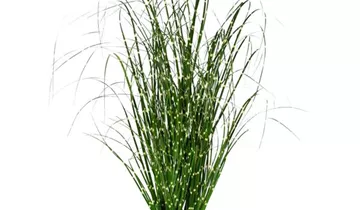 1A Garten Ammer