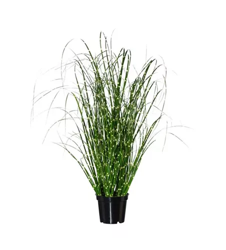 Miscanthus Zebrinus 52cm