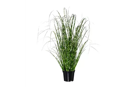 Miscanthus Zebrinus 52cm