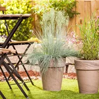 Miscanthus sinensis