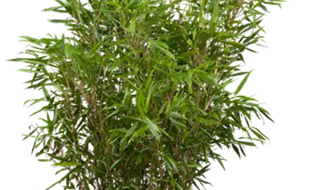 Bildvorschau