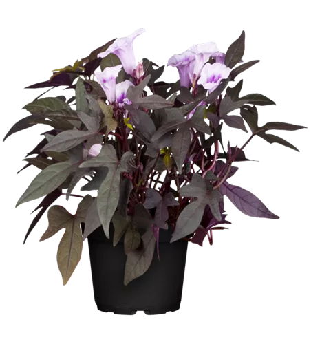 Ipomoea batatas SWEET CAROLINE 'Purple'(s)