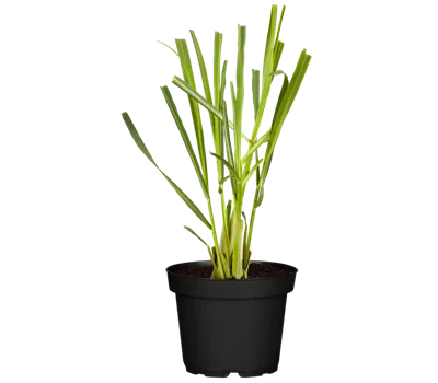 Cymbopogon citratus