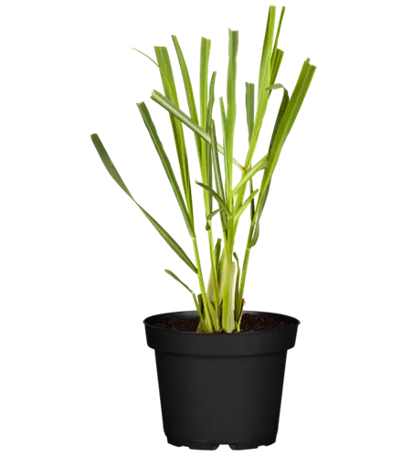 Cymbopogon citratus
