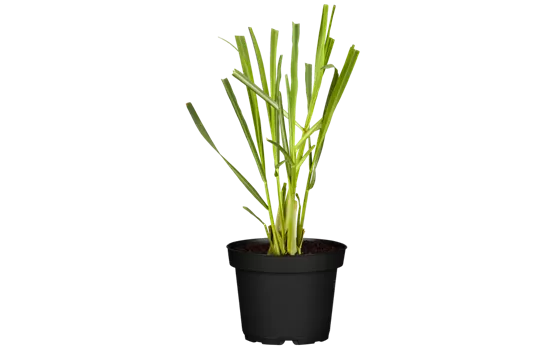 Cymbopogon citratus