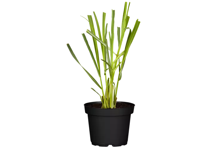 Cymbopogon citratus
