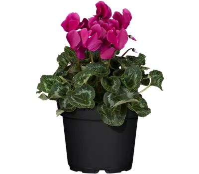 Cyclamen persicum, lila