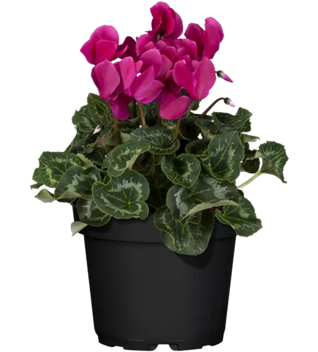 Cyclamen persicum, lila