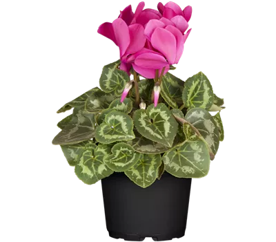 Cyclamen persicum, rosa