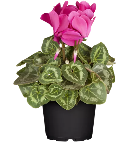 Cyclamen persicum, rosa