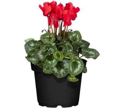 Cyclamen persicum, rot