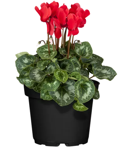 Cyclamen persicum, rot