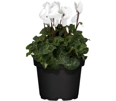 Cyclamen persicum, weiß