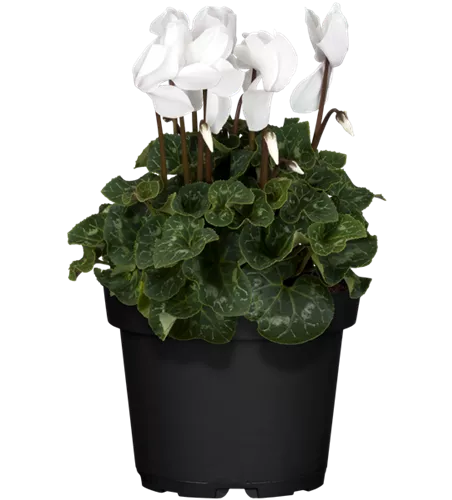 Cyclamen persicum, weiß