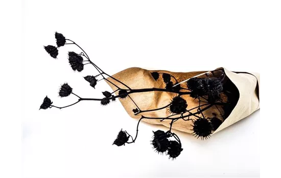 Stefani Zweige Stefani Zweige