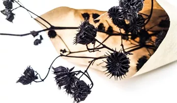 1A Garten Ammer 1A Garten Ammer