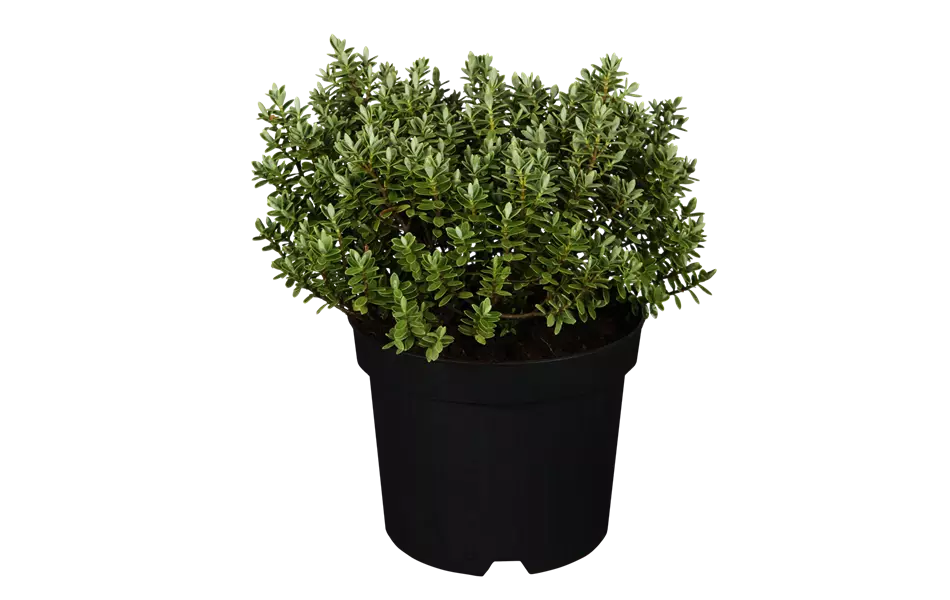 Hebe topiaria