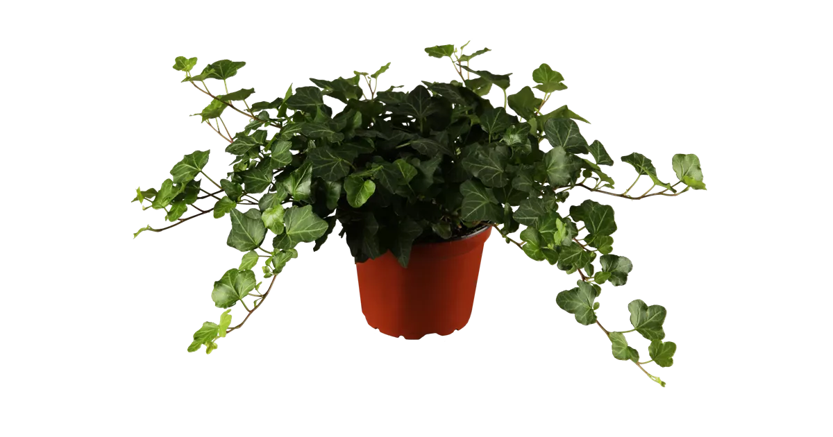 Hedera helix, grn, Efeu, Pflanzen Online und vor Ort kaufen - 1A Garten  Ammer