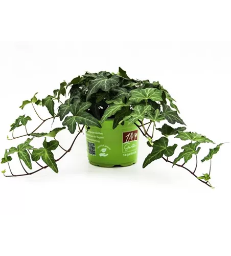 Hedera helix 'Asterisk'