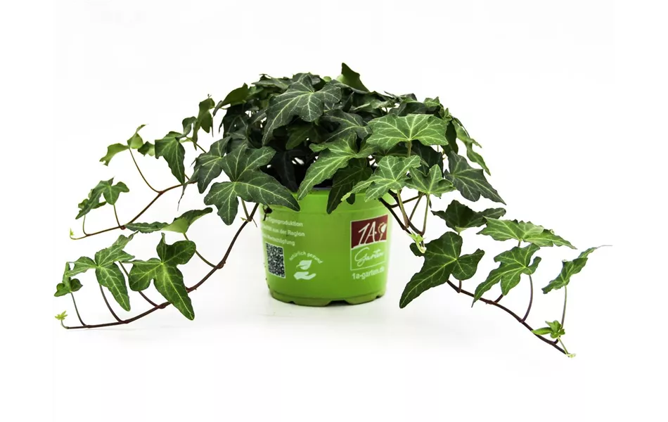 Hedera helix 'Asterisk'