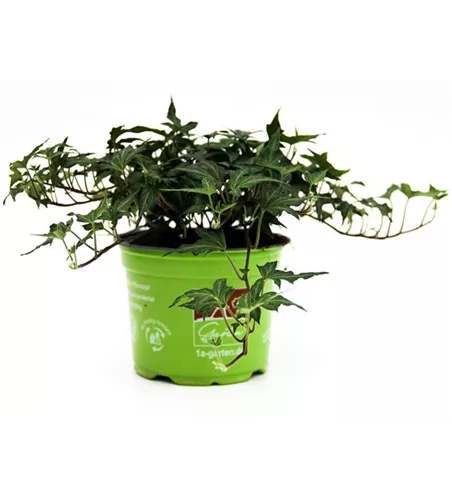 Hedera helix 'Ritterkreuz'