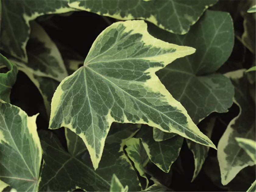 Hedera helix 'Yellow Ripple', Efeu 'Yellow Ripple', Pflanzen Online und vor  Ort kaufen - 1A Garten Ammer