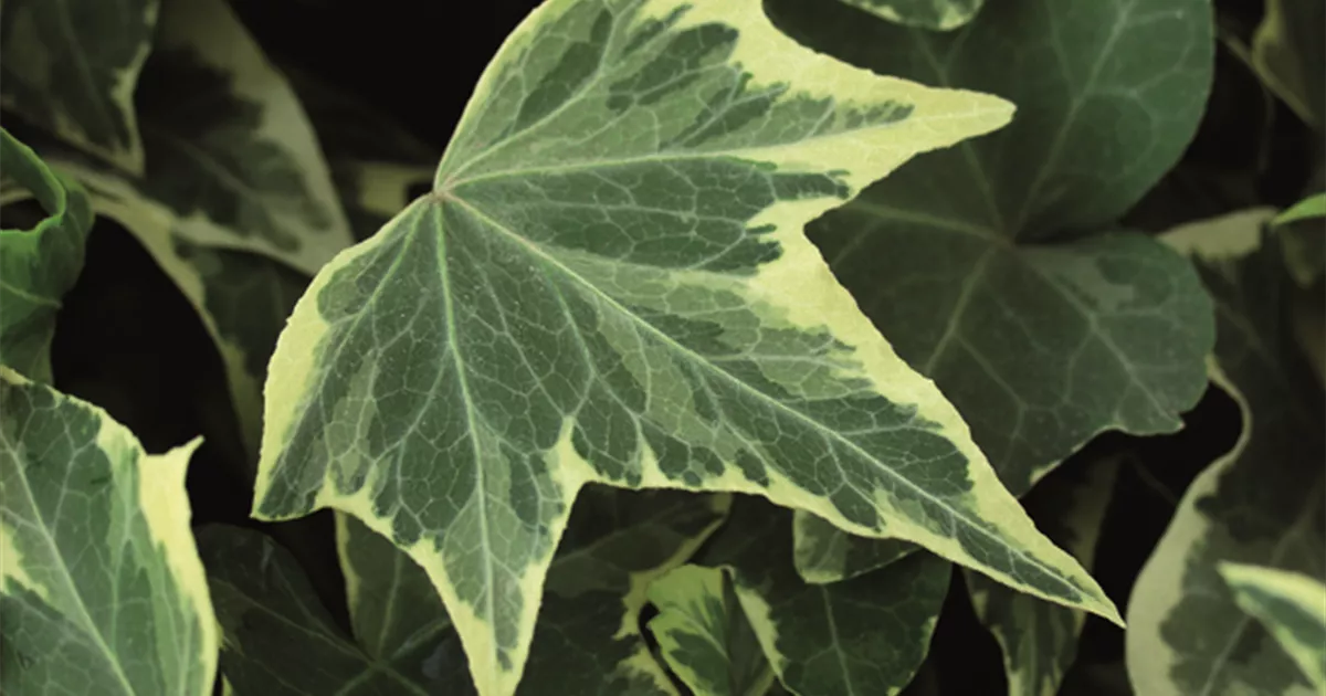 Hedera helix 'Yellow Ripple', Efeu 'Yellow Ripple', Pflanzen Online und vor  Ort kaufen - 1A Garten Ammer