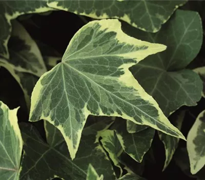 Hedera helix 'Yellow Ripple'