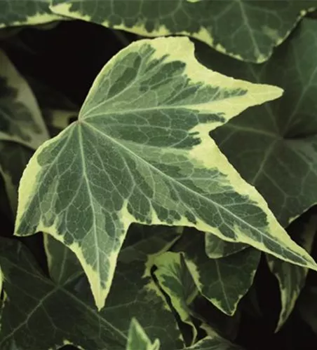 Hedera helix 'Yellow Ripple'