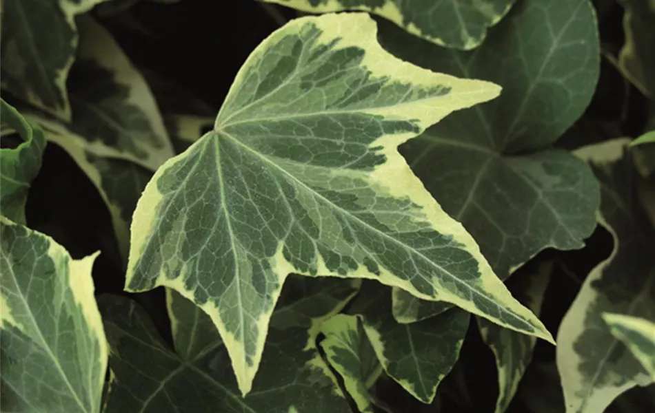 Hedera helix 'Yellow Ripple'