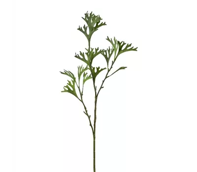 Geweihfarnzweig 80cm