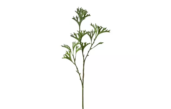 Geweihfarnzweig 80cm