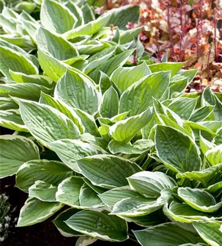Hosta x fortunei 'Patriot' Hosta x fortunei 'Patriot'