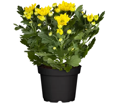 Chrysanthemum indicum, gelb