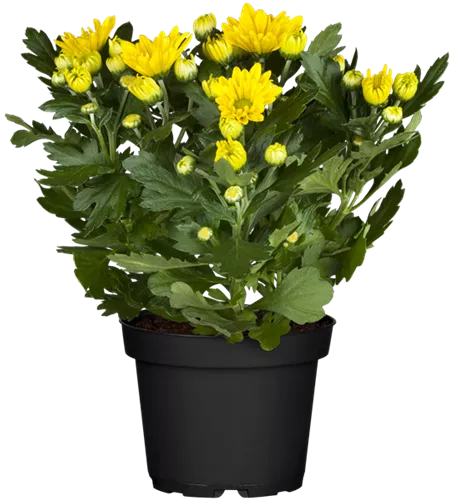 Chrysanthemum indicum, gelb