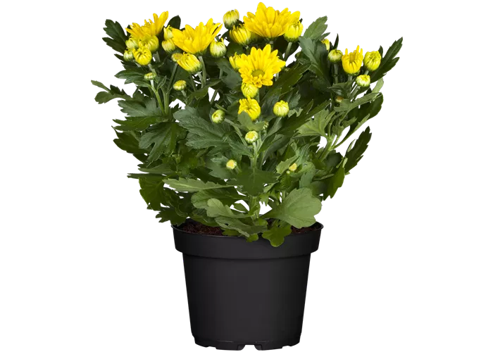 Chrysanthemum indicum, gelb