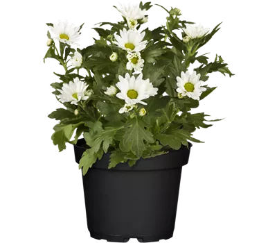 Chrysanthemum indicum, weiß