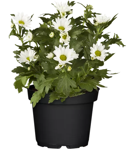 Chrysanthemum indicum, weiß